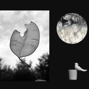 (À  suivre) Exposition Agnès L  & Marie Andreász  - “Le silence de la lumière” -  Du 07 mai au 19 juin 2026